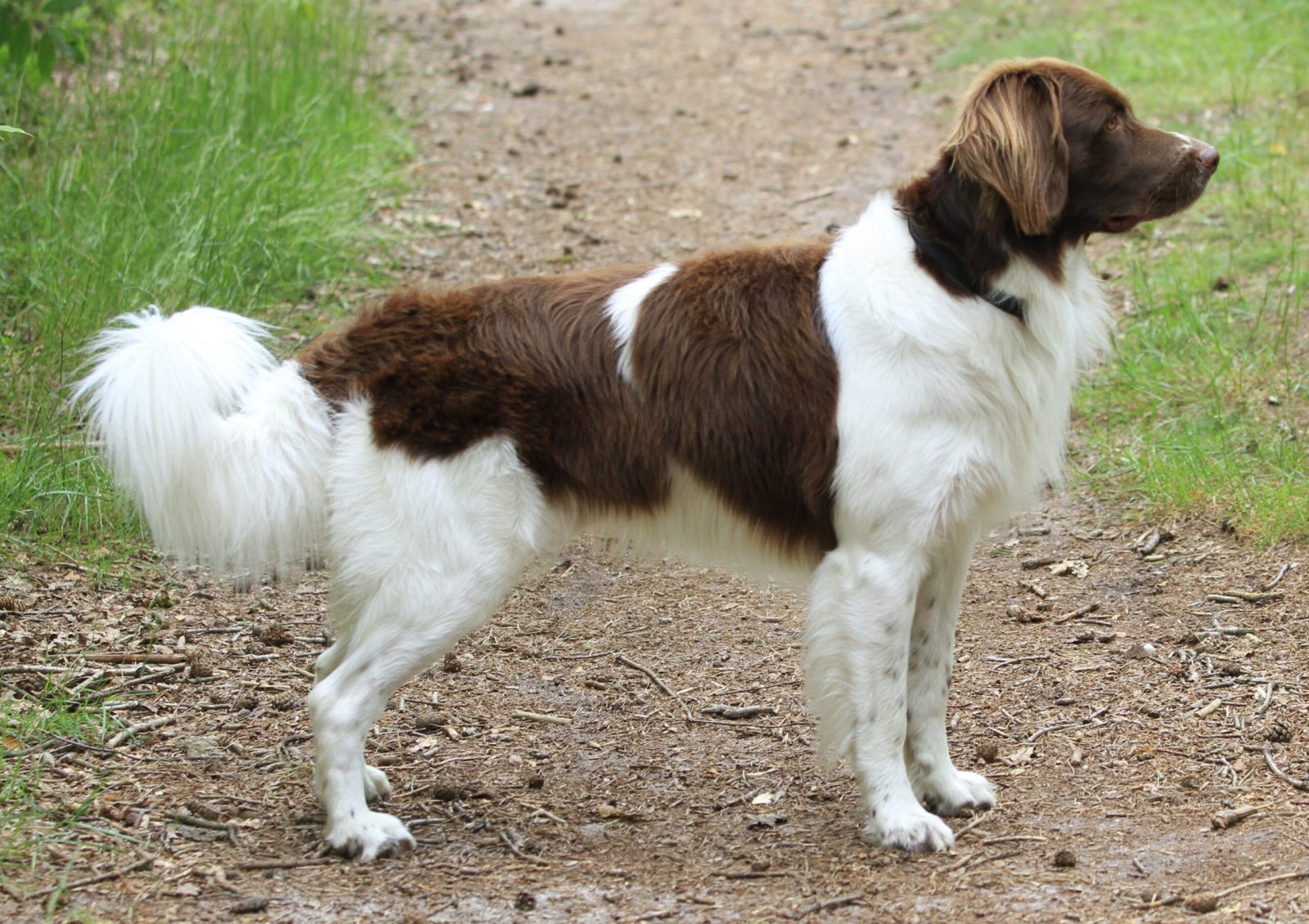 Kay — roepnaam Cody